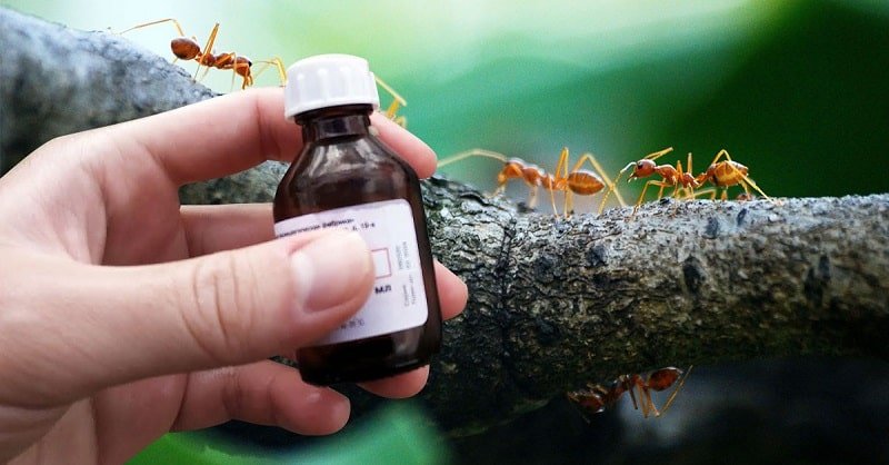 Как избавиться от муравьев на грядке