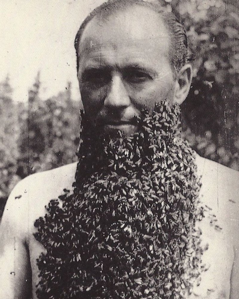 борода из пчел