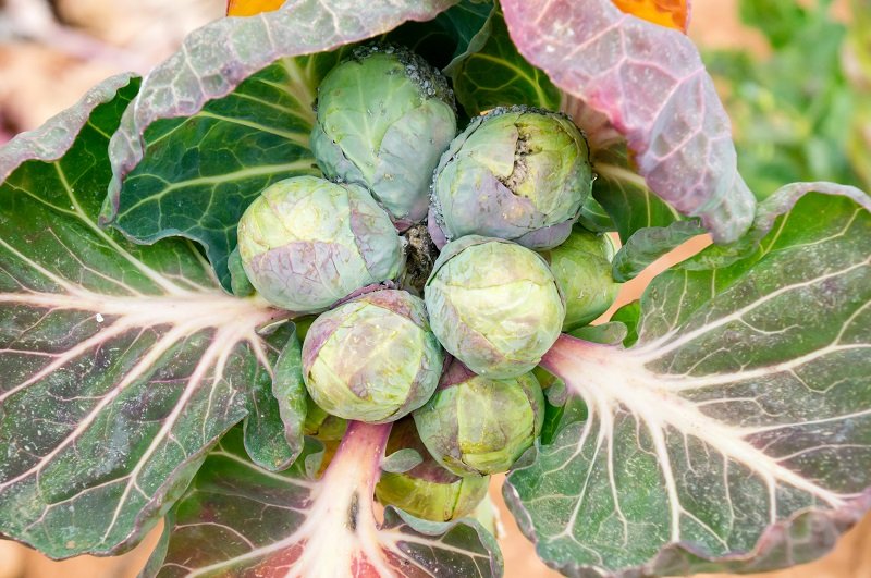 белковые овощи