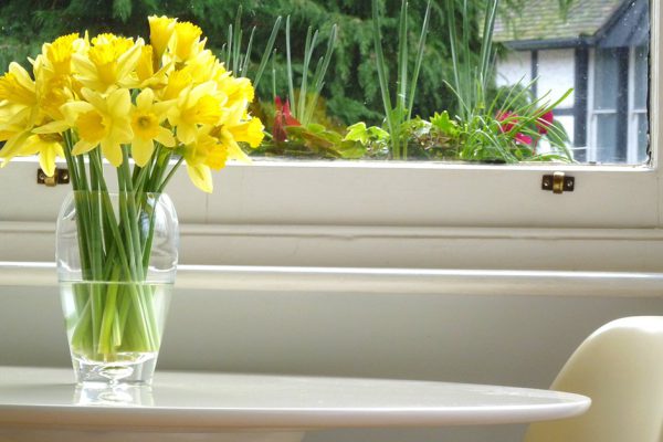 10 комнатных растений, которые могут убить человека! Проверь, нет ли у тебя таких.