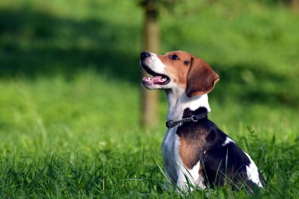 12 самых полезных продуктов для твоего четвероногого друга.