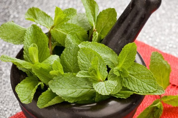 15 непревзойденных способов использовать мяту в быту.