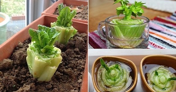 7 овощей, которые помогут сэкономить твой бюджет. Витамины на подоконнике круглый год!