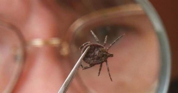 7 мифов об укусе клеща: информация, которая сохранит твое здоровье!