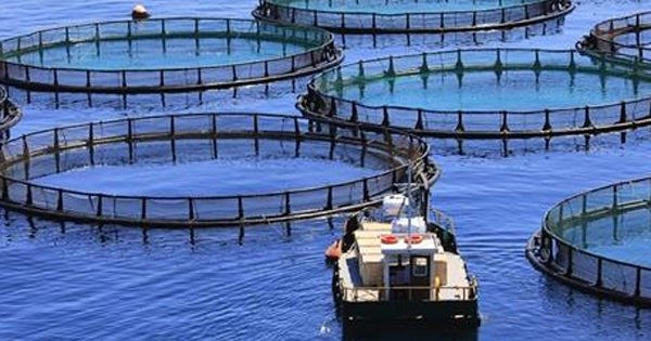 9 фактов о том, как выращивают рыбу на продажу. Это откроет тебе глаза на многие вещи!