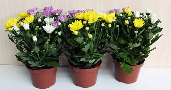 9 освежителей воздуха, которые можно вырастить самому. Очисти воздух в своем жилище!