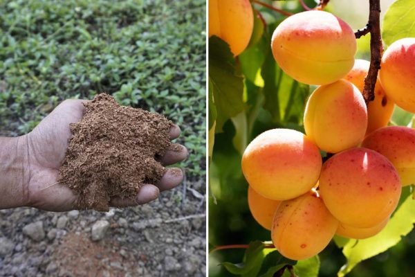 Чтобы абрикос давал стабильный урожай, весной нужно хорошенько поработать, начинаем подкормку