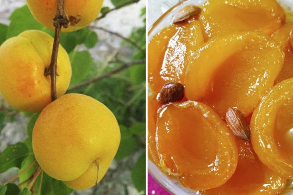 Грузинская хозяйка варит абрикосовое варенье целыми дольками, для аромата можно класть ядрышки в банки