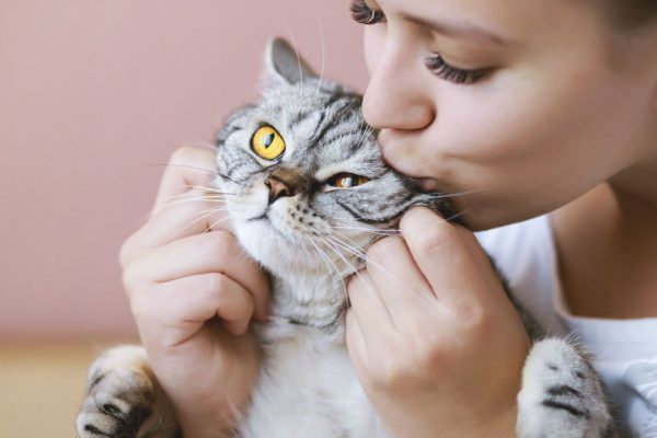 За что сердятся коты, когда мы их целуем