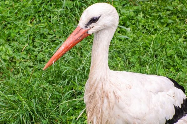 Что значит, если прилетает аист, и чего стоит ожидать в ближайшее время