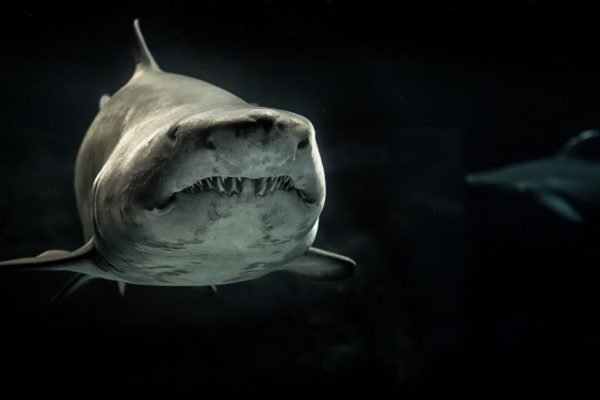 Что пугает акул в Черном море, почему они туда не заплывают