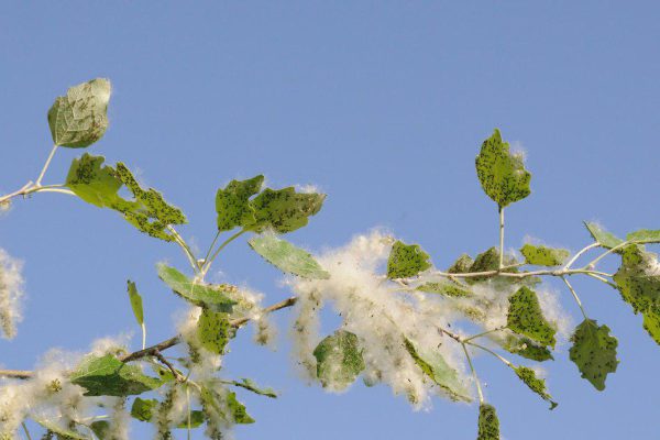 Как пережить сезон тополиного пуха