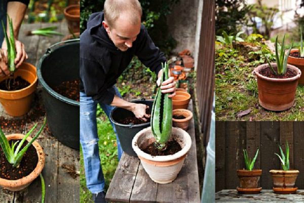 Алоэ вера на подоконнике: как вырастить домашнего лекаря. У меня получилось!