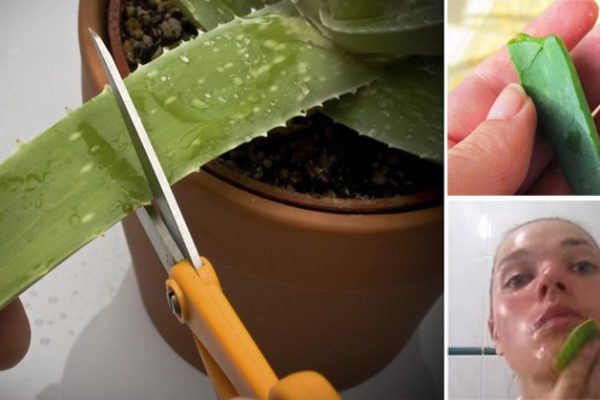 Она протерла лицо листом алоэ вера… То, что произошло через 15 минут, поразит каждого!