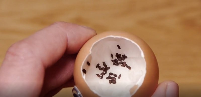 мини-сад в яичной скорлупе