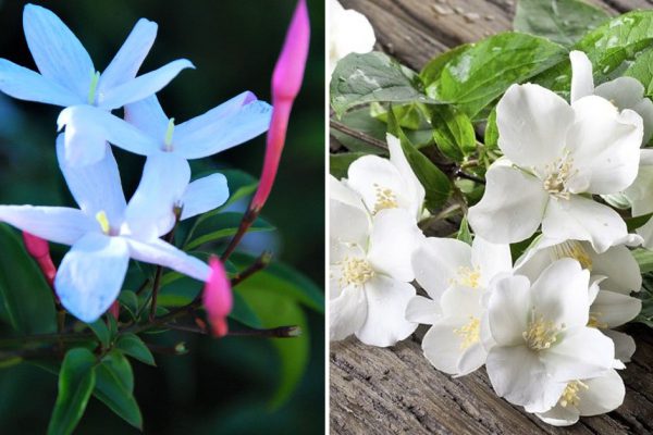 Подборка блюд, что будут пахнуть цветками жасмина