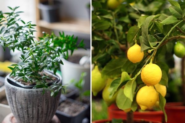 Подборка ароматных комнатных растений