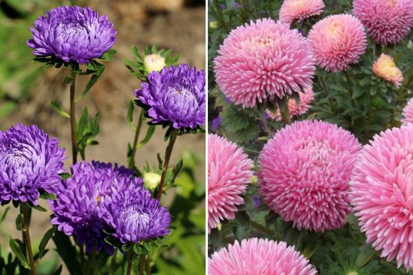 Изменила астре с новым цветком, посеяла на пробу, но чую, что все астры заменю изысканным растением в следующем году