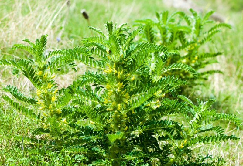 астрагал шерстистоцветковый