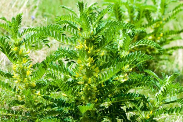 Astragalus. milkvetch. goat's-thorn. vine-like. astragalus sieversianus. Kazakhstan. Tien Shan. Trans-Ili Alatau