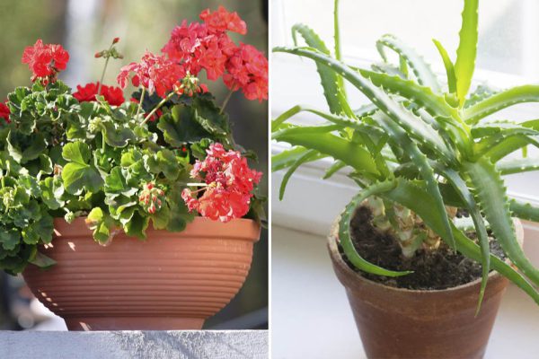 Растения по цветочному гороскопу, которые помогут найти любовь и своего человека