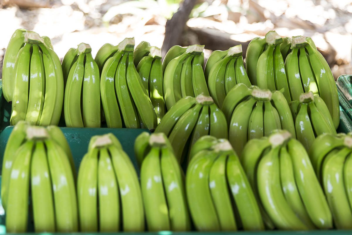 Почему бананы могут вскоре исчезнуть с лица земли Кулинария,Советы,Бананы,Болезни,Грибок,Еда,Питание,Проблемы,Продукты,Цены