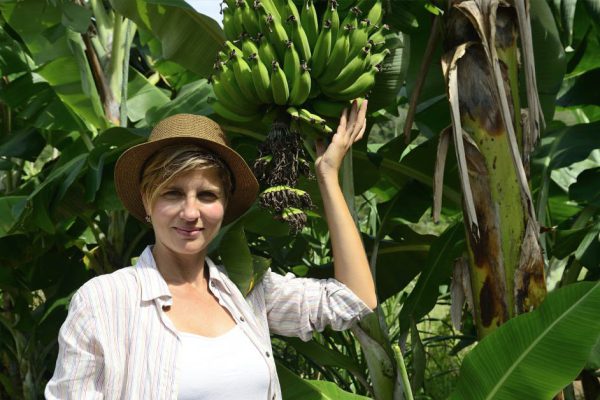 Почему бананы могут вскоре исчезнуть с лица земли