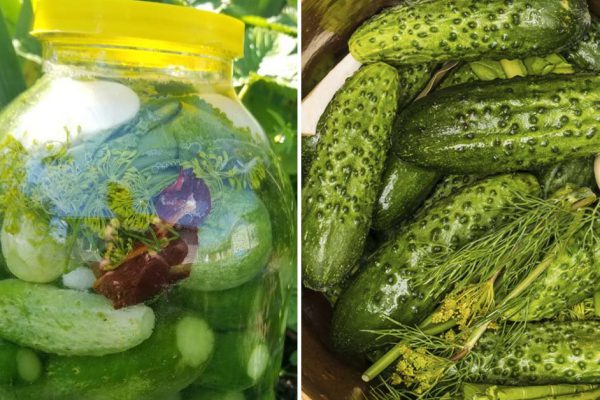 Время квасить мегахрустящие огурчики, отправила мужа в крестовый поход на рынок за огурцами