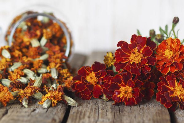 Бабушка-травница объяснила, почему нельзя увлекаться бархатцами