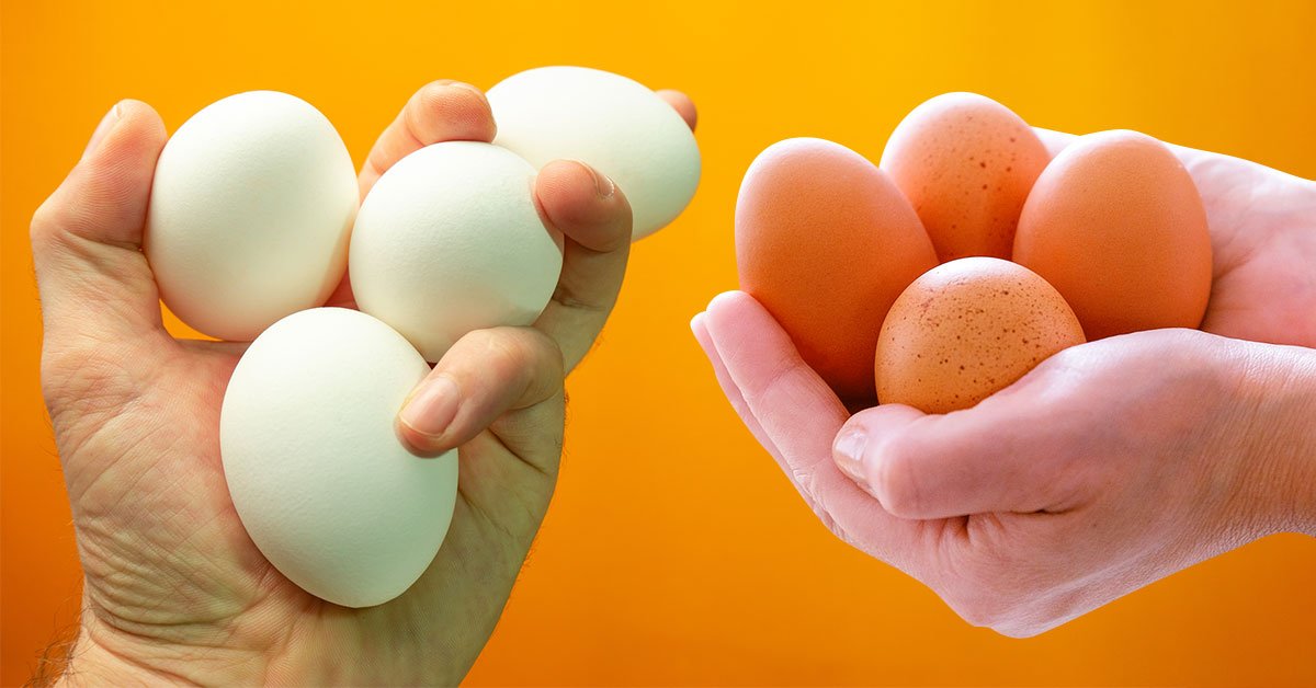 виды яиц