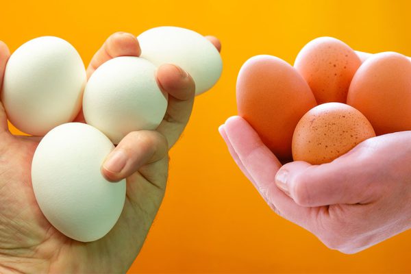 Чем коричневые яйца отличаются от белых, выбираю более ценный продукт для детей