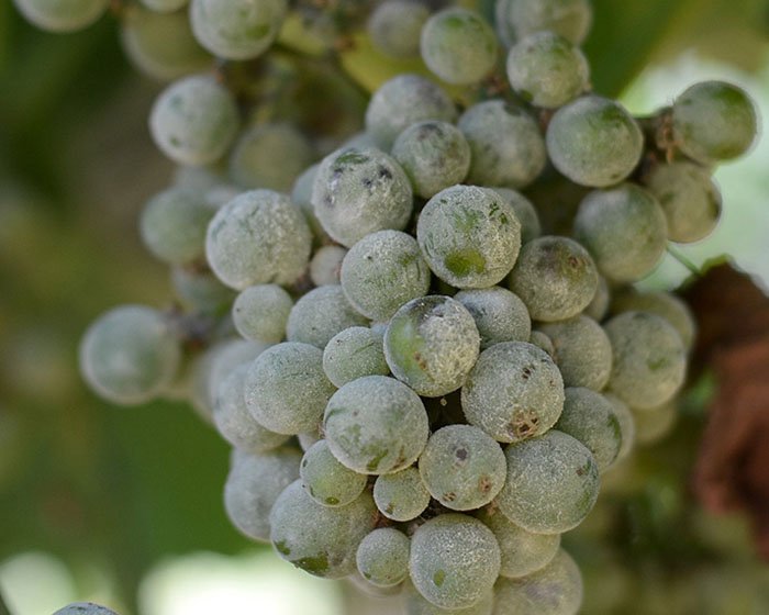 Белый налет на винограде