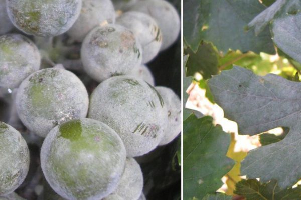 Купила на рынке виноград. Присмотрелась, а он покрыт белым налетом…