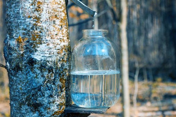 Production of birch sap in glass jar in the forest. Springtime