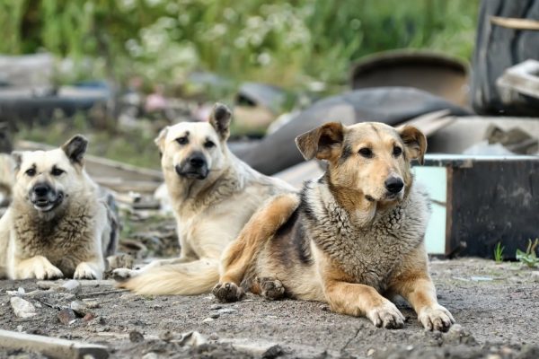 Правила поведения с бродячими собаками