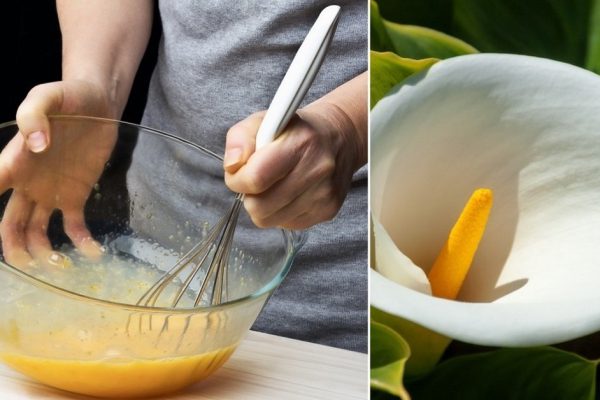 Как приготовить бисквитное печенье