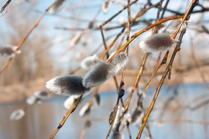 верба пасха яйца