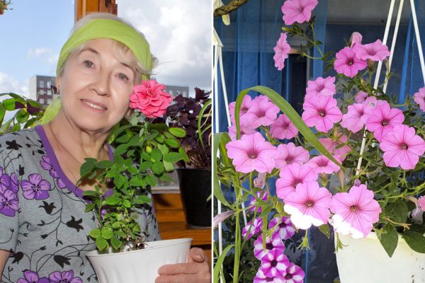 Благодаря чему петунии будут лезть изо всех щелей и даже пробиваться сквозь асфальт