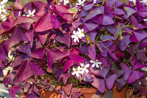 Комнатные растения для семейного счастья и благополучия