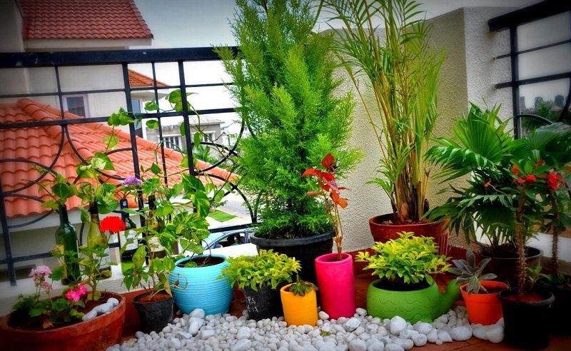комнатные растения для благополучия семьи