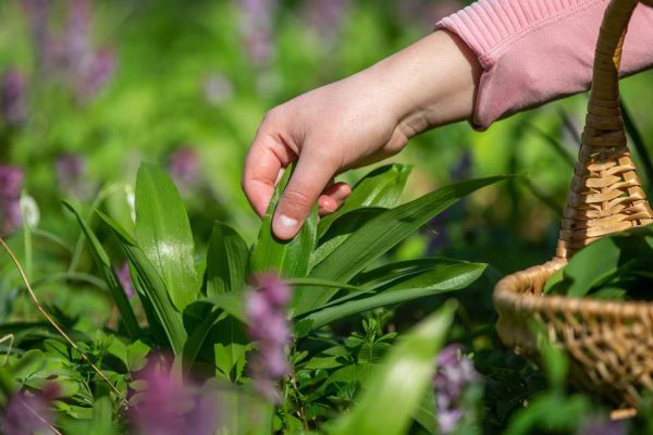 Что можно приготовить из черемши