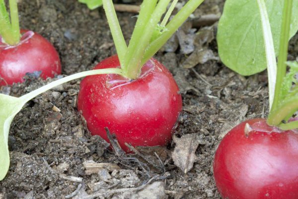 У кого на даче растет особо крупная редиска размером с картофель