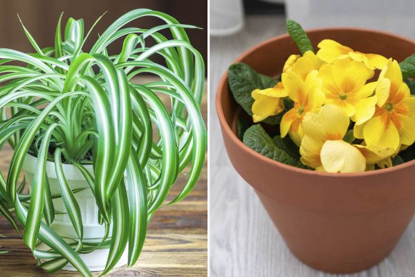 Большие растения, которым в спальне не место