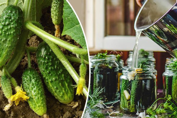 Захотелось майских огурцов, проверенный дачник принес семена, затеваю посадку по лунному календарю