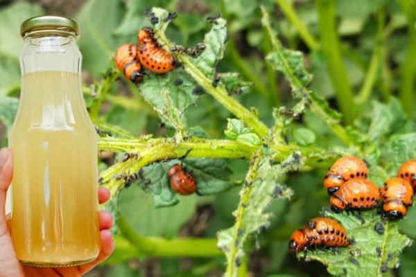 Колорадского жука как ветром сдует, единственный рабочий способ избавиться от вредителя