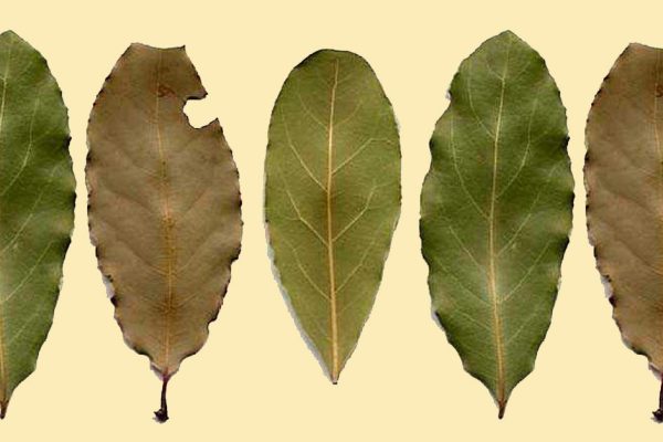 Она разложила сухие листья по всем углам дома. Узнав причину, я сразу сделал то же самое!