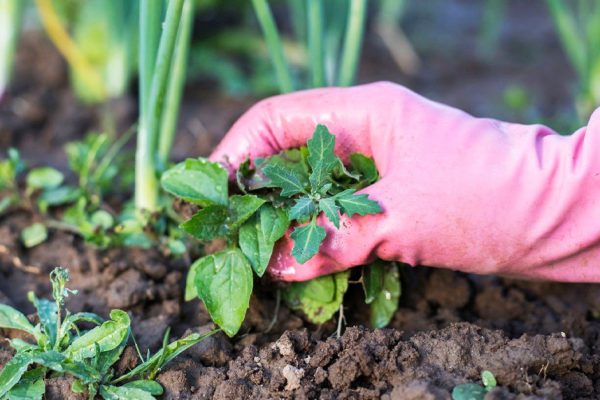 В каких случаях не нужно вырывать сорняки