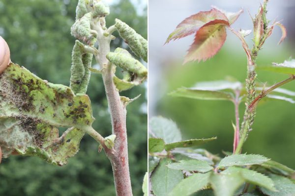 Бабушкин способ испугать тлю, чтобы она покинула сад моментально