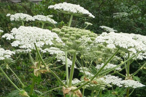 Сок этого растения оставляет ожоги, друзья, будьте осторожны