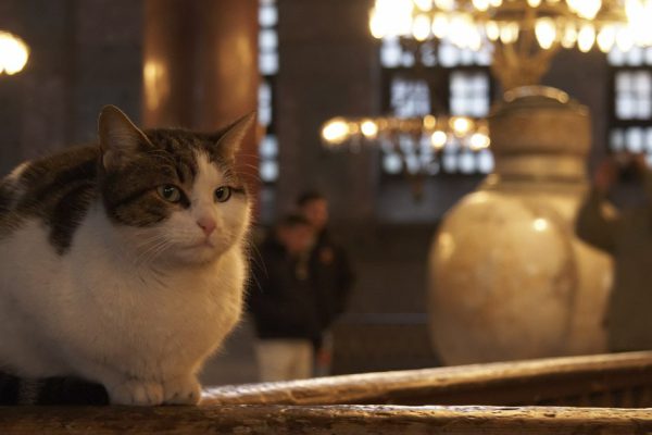 Почему кошек с радостью пускают в церкви и храмы, а собак вежливо сопровождают к выходу